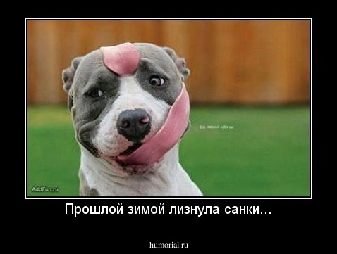 Прошлой зимой лизнула санки...