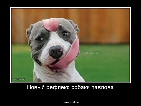 Новый рефлекс собаки павлова