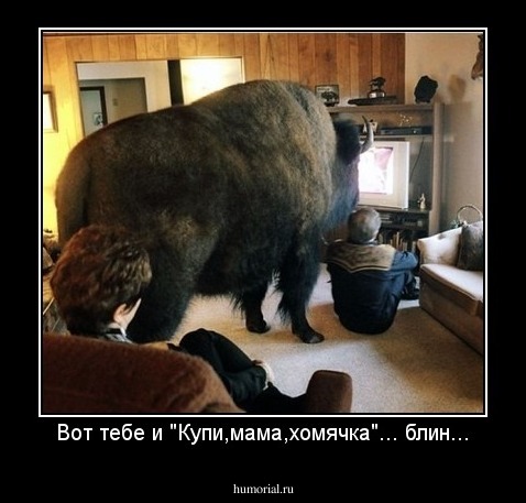 Вот тебе и "Купи,мама,хомячка"... блин...