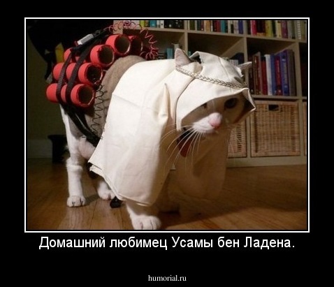 Домашний любимец Усамы бен Ладена.