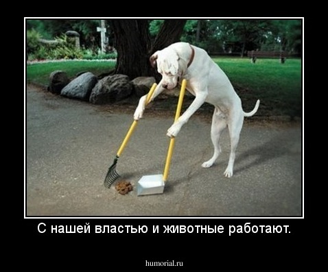 С нашей властью и животные работают.