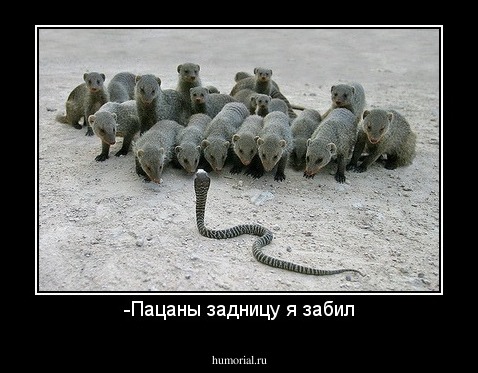 -Пацаны задницу я забил