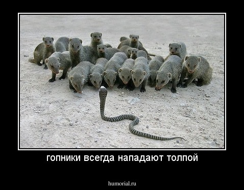 гопники всегда нападают толпой