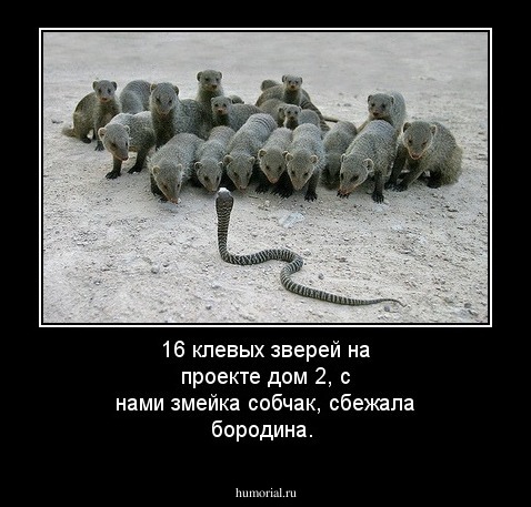 16 клевых зверей на проекте дом 2, с нами змейка собчак, сбежала бородина.