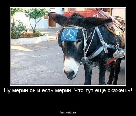 Ну мерин он и есть мерин. Что тут еще скажешь!
