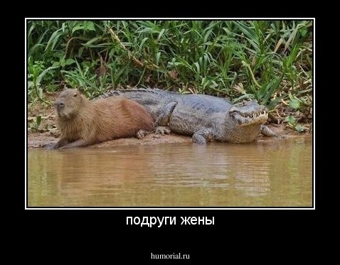 подруги жены