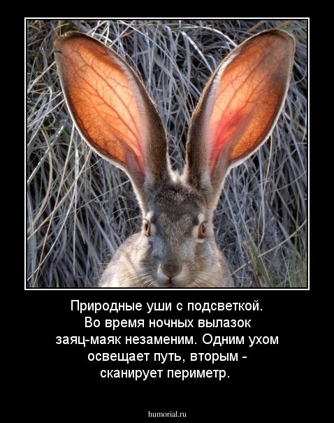 Природные уши с подсветкой. Во время ночных вылазок заяц-маяк незаменим. Одним ухом освещает путь, вторым - сканирует периметр.