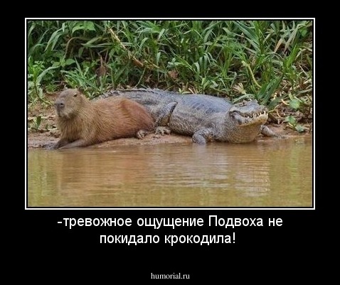 -тревожное ощущение Подвоха не покидало крокодила!