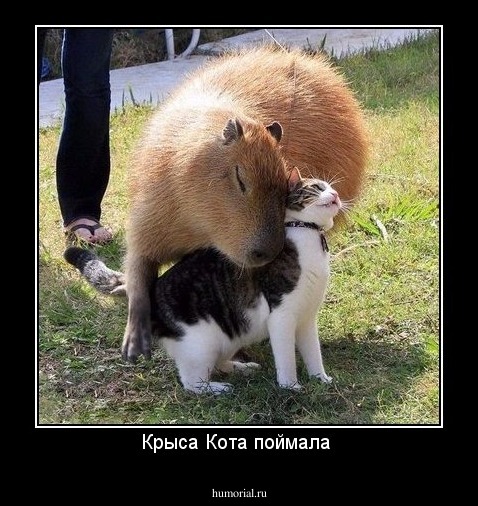 Крыса Кота поймала 