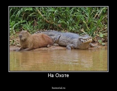На Охоте