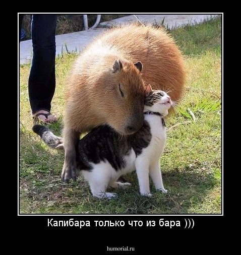 Капибара только что из бара )))