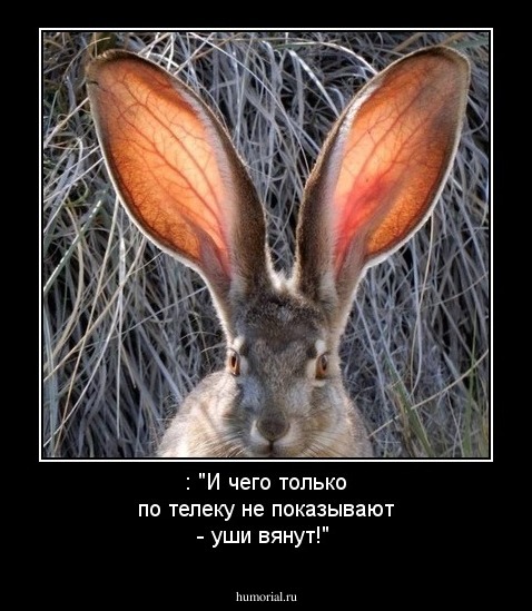 : "И чего только по телеку не показывают - уши вянут!"