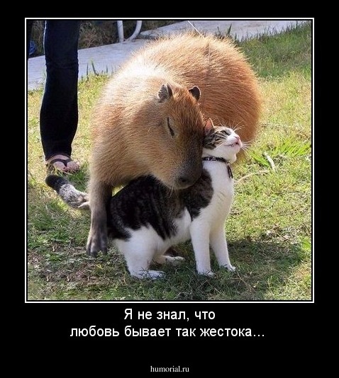 Я не знал, что любовь бывает так жестока...
