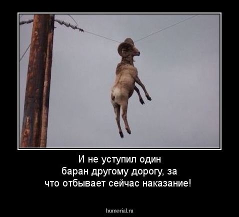 И не уступил один баран другому дорогу, за что отбывает сейчас наказание!