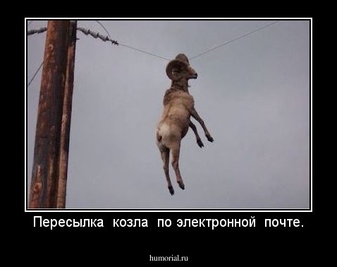 Пересылка  козла  по электронной  почте.
