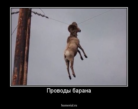 Проводы барана