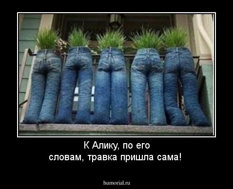 К Алику, по его словам, травка пришла сама!