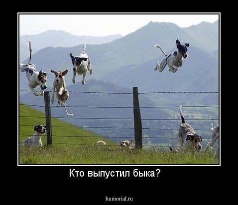 Кто выпустил быка?   