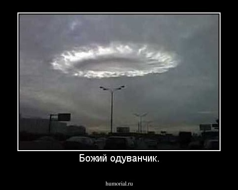 Божий одуванчик.