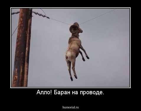 Алло! Баран на проводе.
