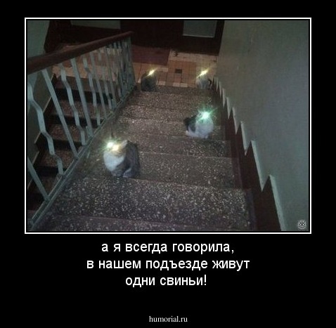 а я всегда говорила, в нашем подъезде живут одни свиньи!
