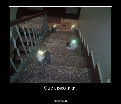 Светлякотики.