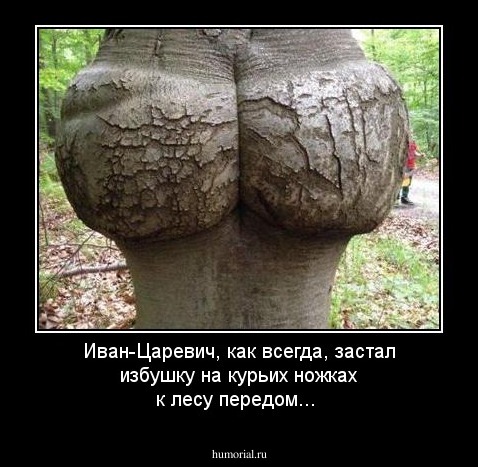 Иван-Царевич, как всегда,  застал избушку на курьих ножках к лесу передом...