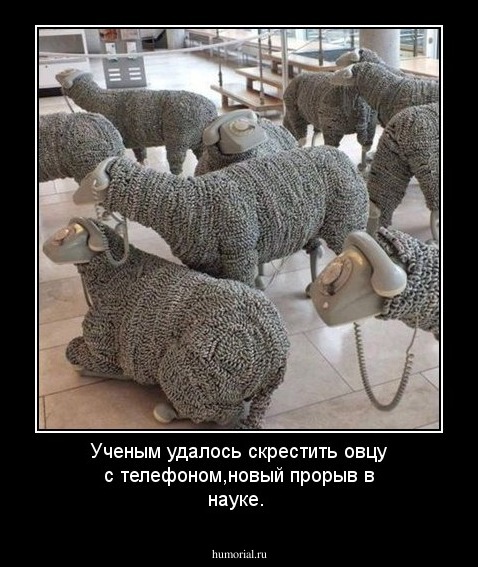 Ученым удалось скрестить овцу с телефоном,новый прорыв в науке.
