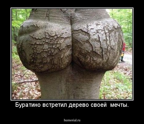 Буратино встретил дерево своей  мечты.