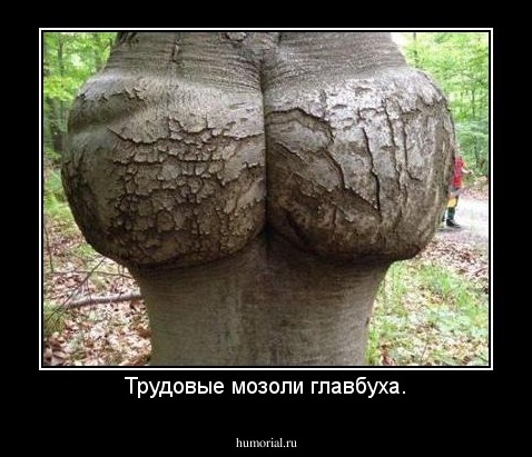 Трудовые мозоли главбуха.