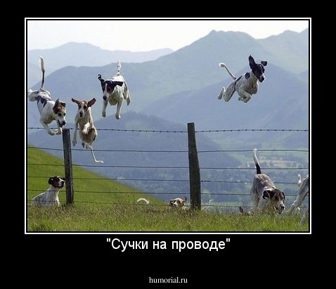 "Сучки на проводе"
