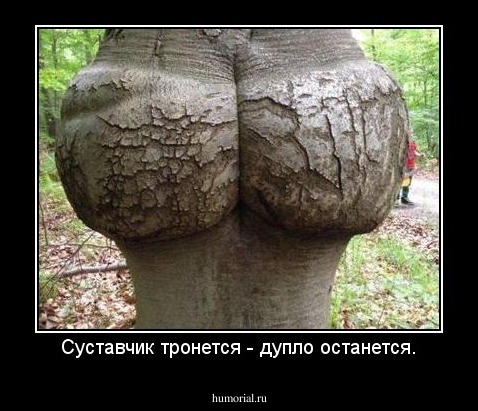 Суставчик тронется - дупло останется.