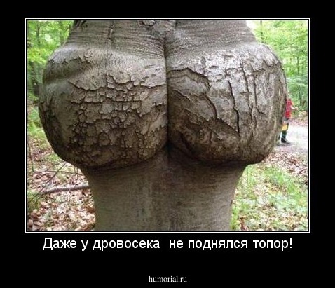 Даже у дровосека  не поднялся топор!