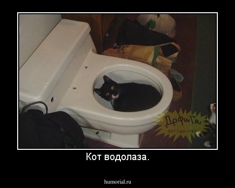 Кот водолаза.
