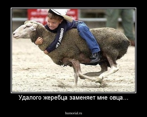 Удалого жеребца заменяет мне овца...