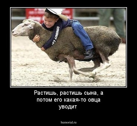 Растишь, растишь сына, а потом его какая-то овца уводит