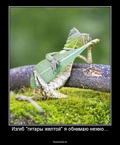 Изгиб "гитары желтой" я обнимаю нежно...
