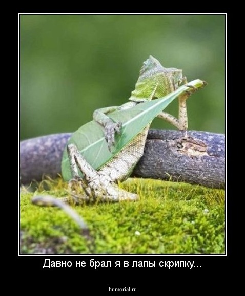 Давно не брал я в лапы скрипку...