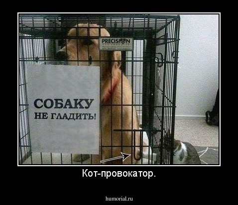 Кот-провокатор.