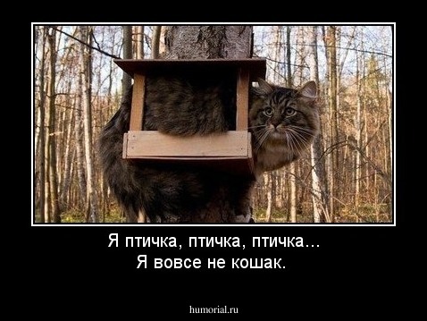 Я птичка, птичка, птичка... Я вовсе не кошак.