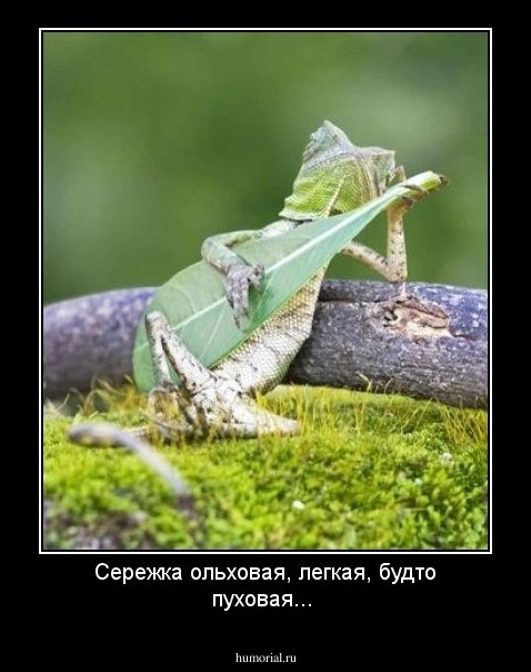 Сережка ольховая, легкая, будто пуховая...