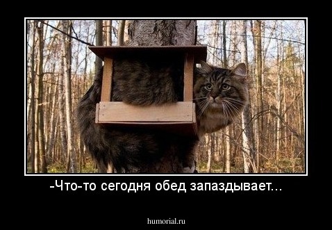 -Что-то сегодня обед запаздывает...