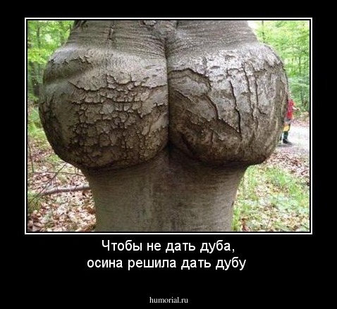 Чтобы не дать дуба, осина решила дать дубу 