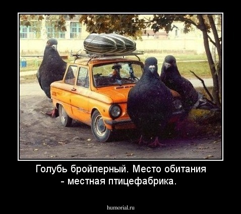 Голубь бройлерный. Место обитания - местная птицефабрика.