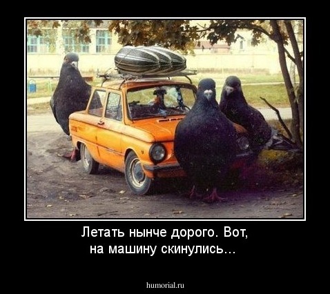 Летать нынче дорого. Вот, на машину скинулись...