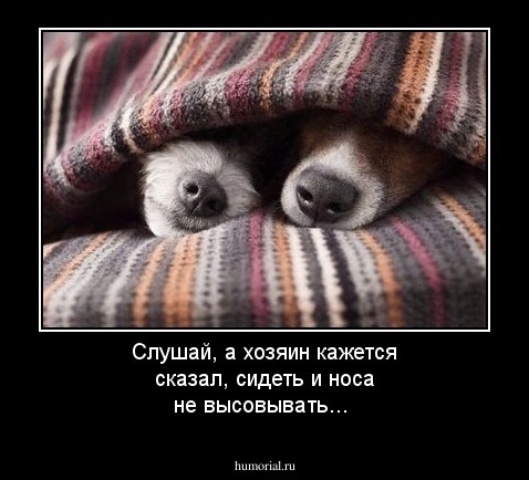 Слушай, а хозяин кажется сказал, сидеть и носа не высовывать...