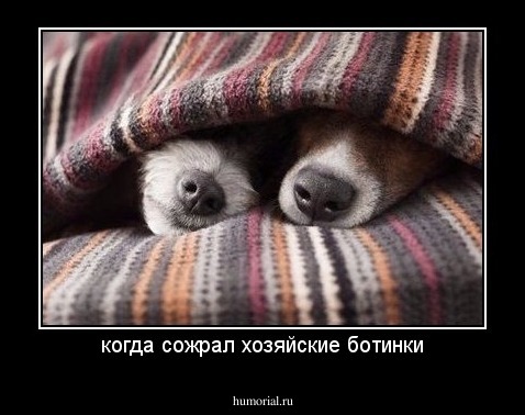 когда сожрал хозяйские ботинки