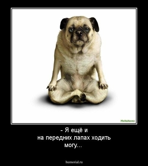 - Я ещё и на передних лапах ходить могу...