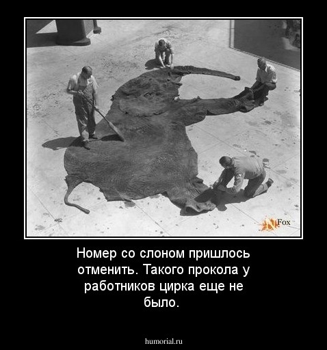 Номер со слоном пришлось отменить. Такого прокола у работников цирка еще не было.