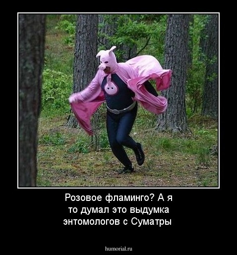 Розовое фламинго? А я то думал это выдумка энтомологов с Суматры